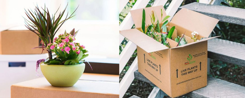 حمل و جابهجایی گل و گیاههای حساس