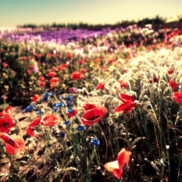 فیکوس ببری