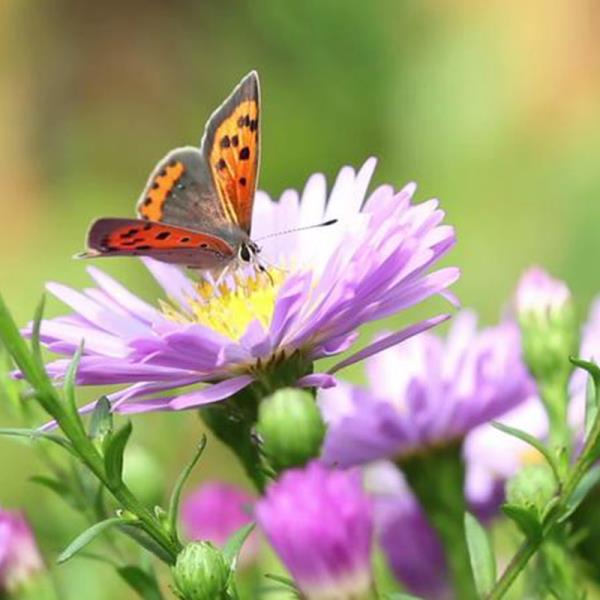 فیکوس ببری