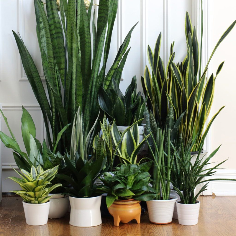 سانسوریا | Sansevieria