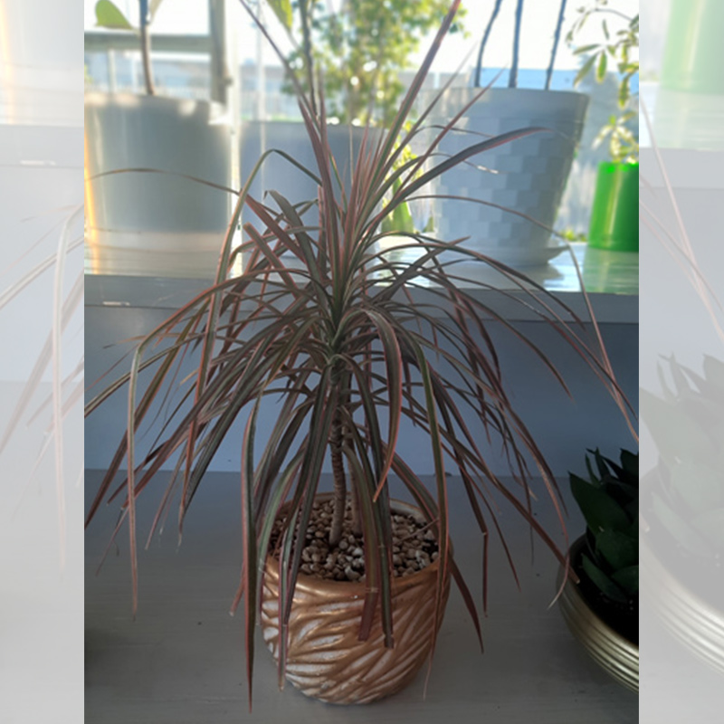 گل دراسنا (Dracaena marginata) + راهنمای نگهداری کامل