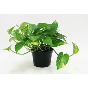 گیاه آپارتمانی پوتوس - Epipremnum aureum
