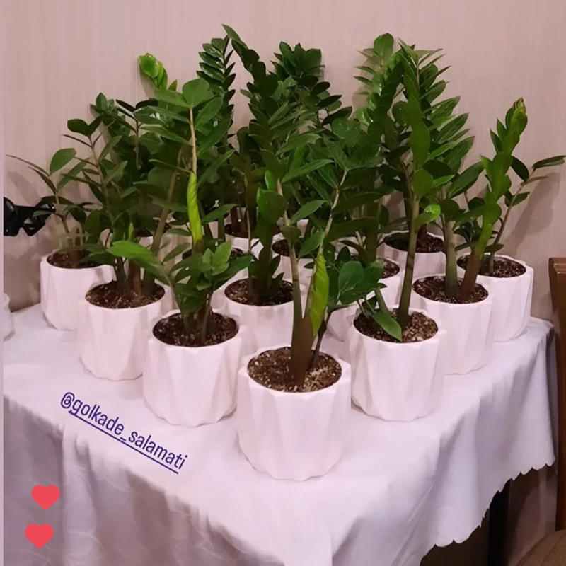 زاموفیلیا |Zamioculcas zamiifolia گیاه مقاوم و همیشه سبز آپارتمانی