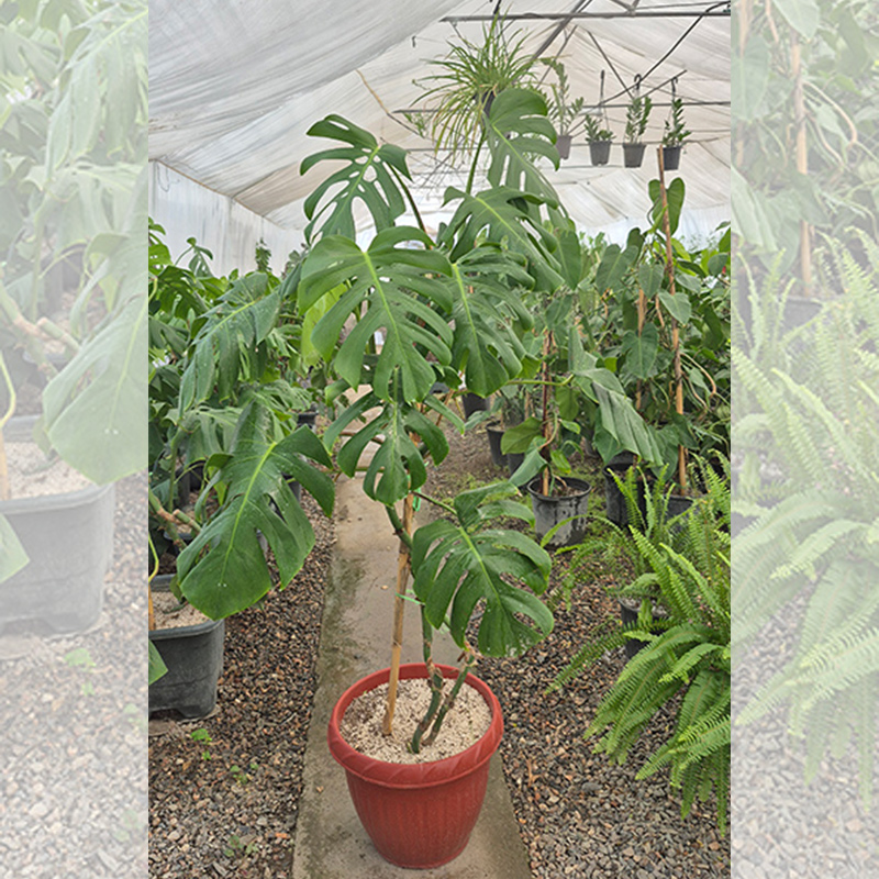 گیاه مونسترا (Monstera deliciosa)