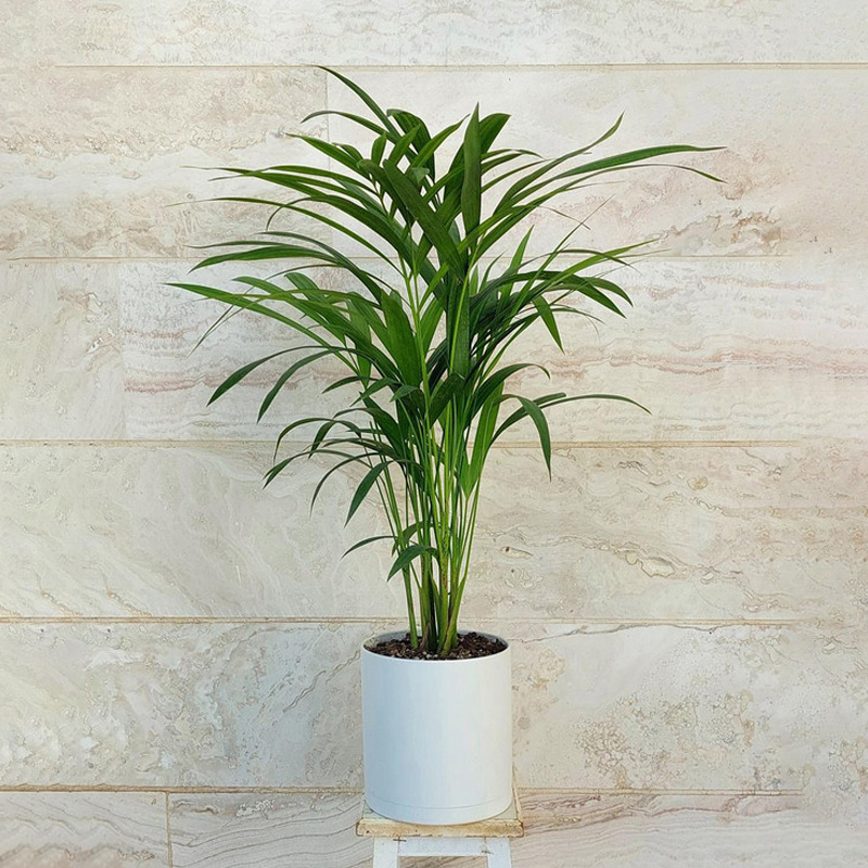 نخل اریکا (Areca Palm)