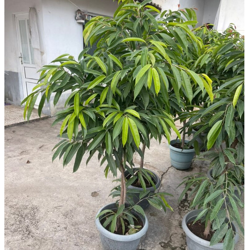 راهنمای جامع گل آمستل پیج؛ معرفی، نگهداری، تکثیر، خرید و قیمت