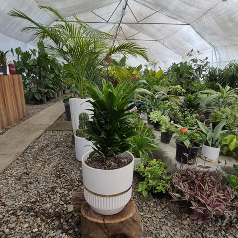 دراسنا کامپکت | Dracaena Compacta