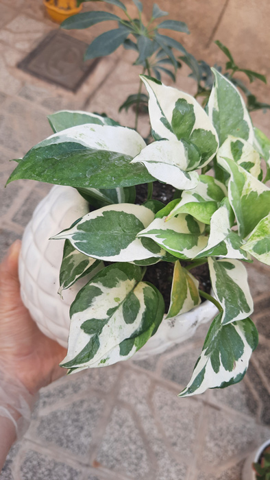 گیاه آپارتمانی پوتوس - Epipremnum aureum