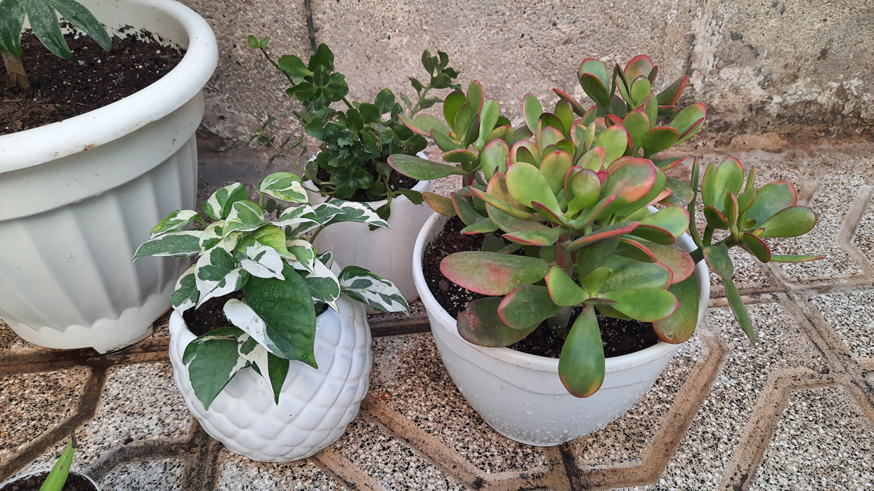 گیاه آپارتمانی پوتوس - Epipremnum aureum