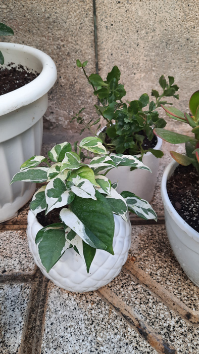 گیاه آپارتمانی پوتوس - Epipremnum aureum