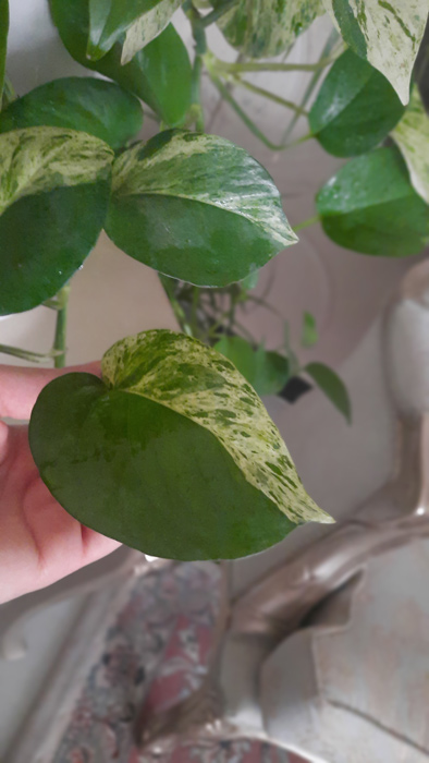 گیاه آپارتمانی پوتوس - Epipremnum aureum