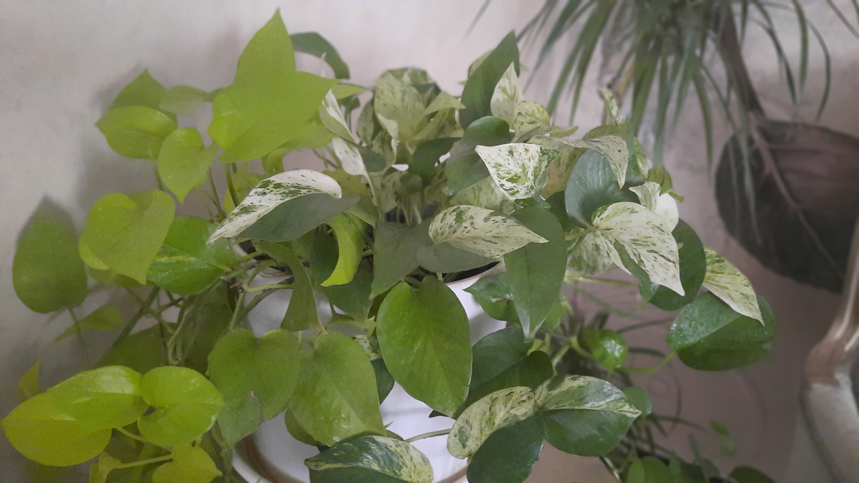 گیاه آپارتمانی پوتوس - Epipremnum aureum