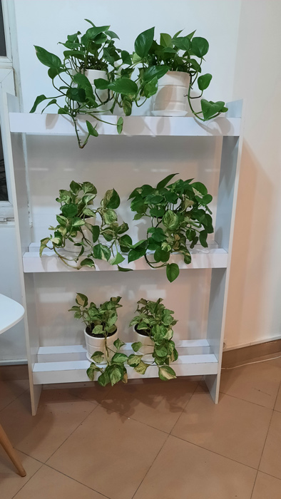 گیاه آپارتمانی پوتوس - Epipremnum aureum