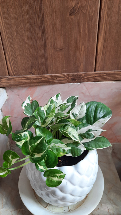 گیاه آپارتمانی پوتوس - Epipremnum aureum