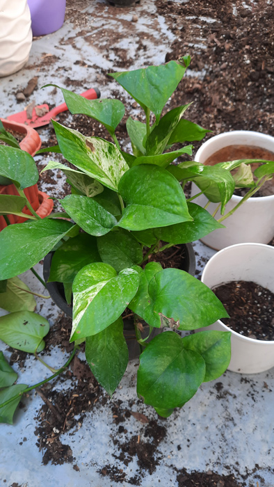 گیاه آپارتمانی پوتوس - Epipremnum aureum