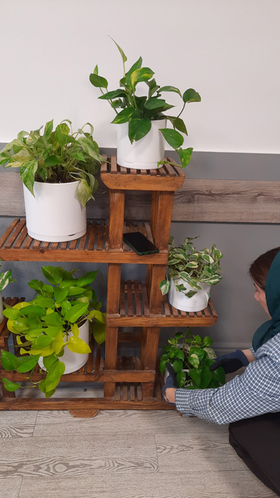 گیاه آپارتمانی پوتوس - Epipremnum aureum