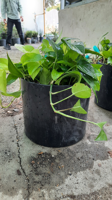گیاه آپارتمانی پوتوس - Epipremnum aureum