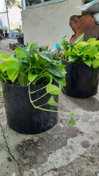 گیاه آپارتمانی پوتوس - Epipremnum aureum