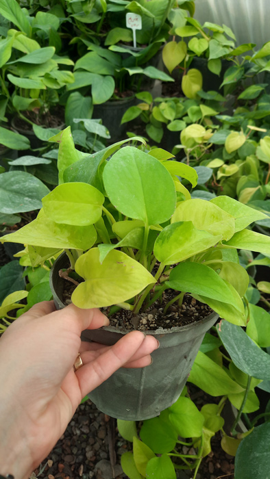 گیاه آپارتمانی پوتوس - Epipremnum aureum