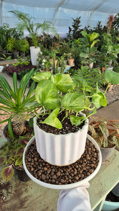 گیاه آپارتمانی پوتوس - Epipremnum aureum