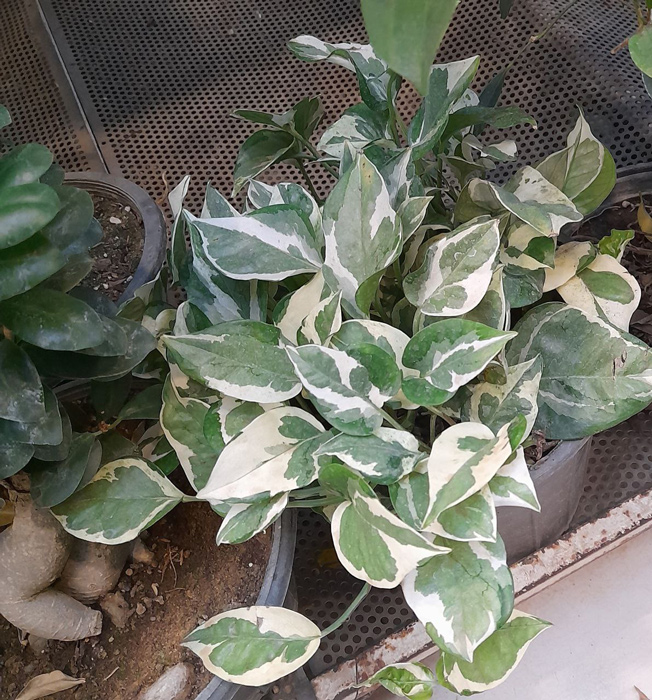 گیاه آپارتمانی پوتوس - Epipremnum aureum