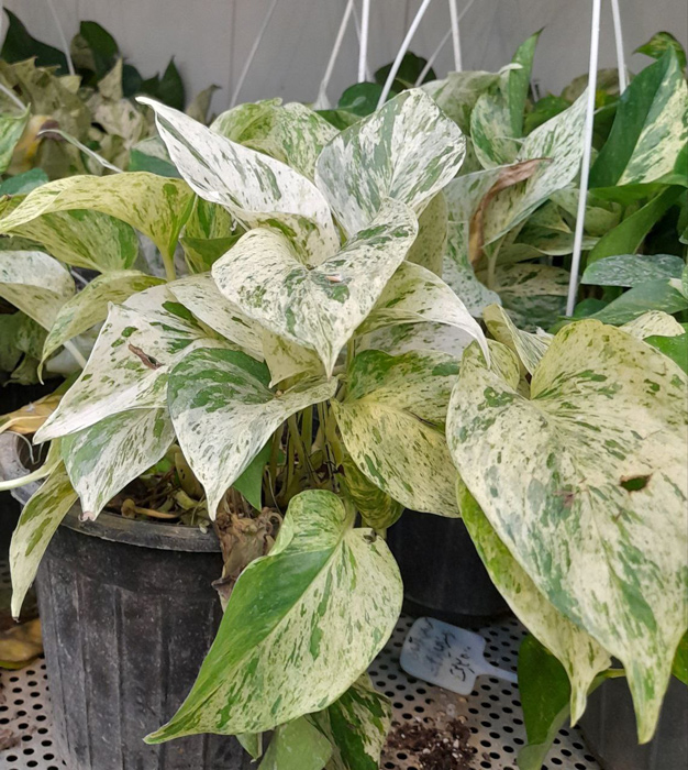 گیاه آپارتمانی پوتوس - Epipremnum aureum