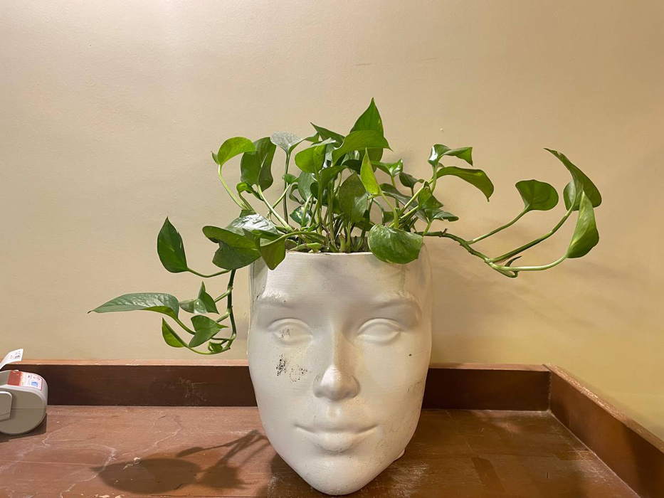 گیاه آپارتمانی پوتوس - Epipremnum aureum