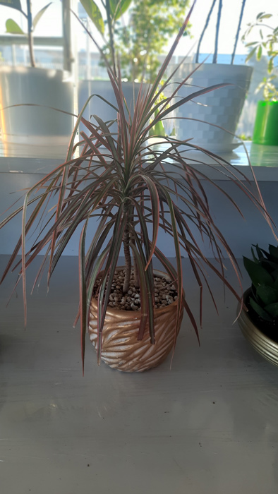 گل دراسنا (Dracaena marginata) + راهنمای نگهداری کامل