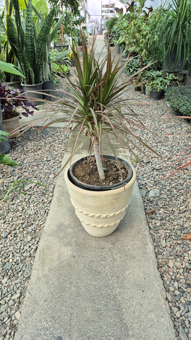 گل دراسنا (Dracaena marginata) + راهنمای نگهداری کامل