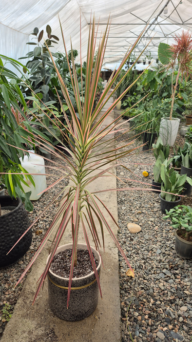 گل دراسنا (Dracaena marginata) + راهنمای نگهداری کامل