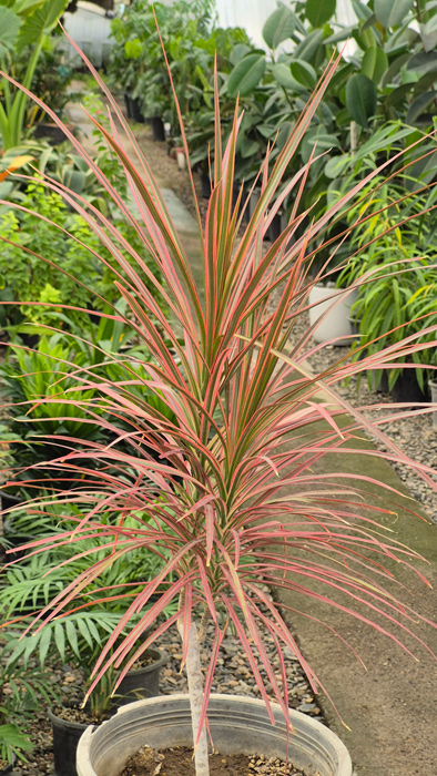 گل دراسنا (Dracaena marginata) + راهنمای نگهداری کامل