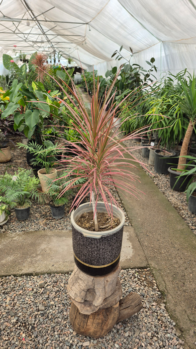 گل دراسنا (Dracaena marginata) + راهنمای نگهداری کامل