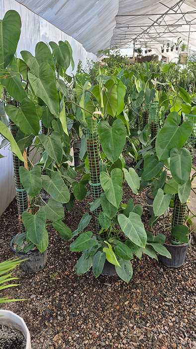 فیلودندرون سبز Philodendron erubescens