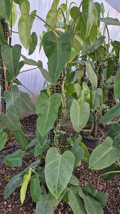 فیلودندرون سبز Philodendron erubescens