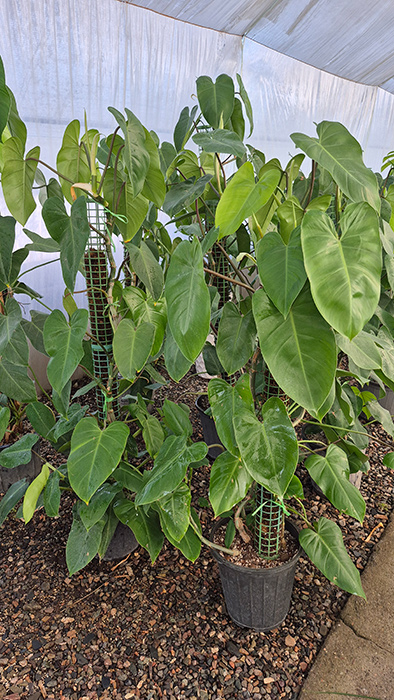 فیلودندرون سبز Philodendron erubescens