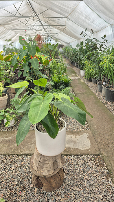 فیلودندرون سبز Philodendron erubescens