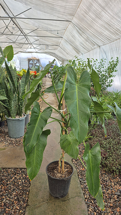 فیلودندرون سبز Philodendron erubescens