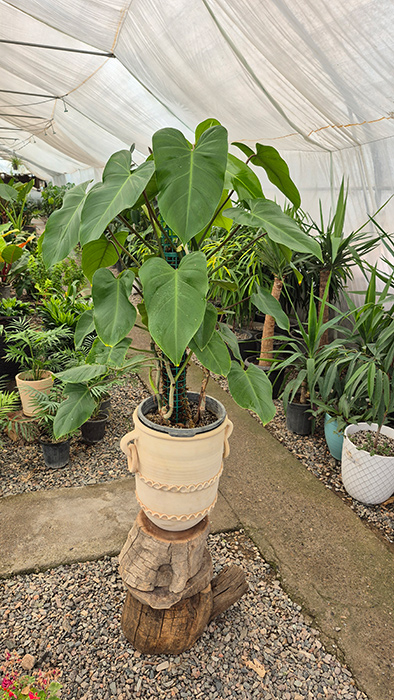 فیلودندرون سبز Philodendron erubescens