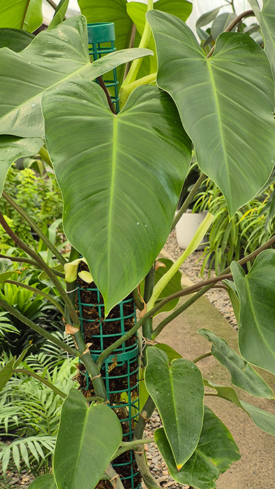 فیلودندرون سبز Philodendron erubescens