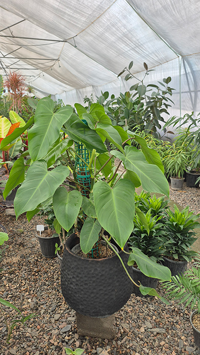 فیلودندرون سبز Philodendron erubescens