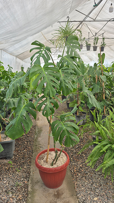 گیاه مونسترا (Monstera deliciosa)