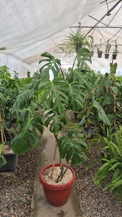 گیاه مونسترا (Monstera deliciosa)