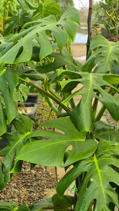 گیاه مونسترا (Monstera deliciosa)