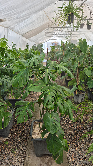 گیاه مونسترا (Monstera deliciosa)