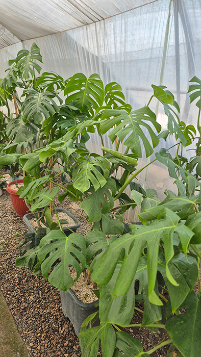گیاه مونسترا (Monstera deliciosa)