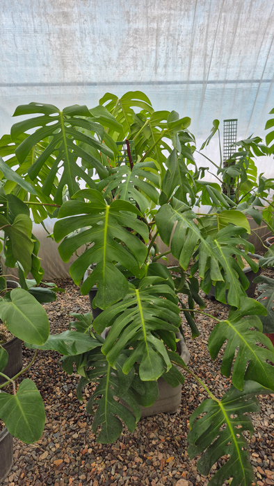 گیاه مونسترا (Monstera deliciosa)