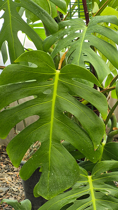 گیاه مونسترا (Monstera deliciosa)