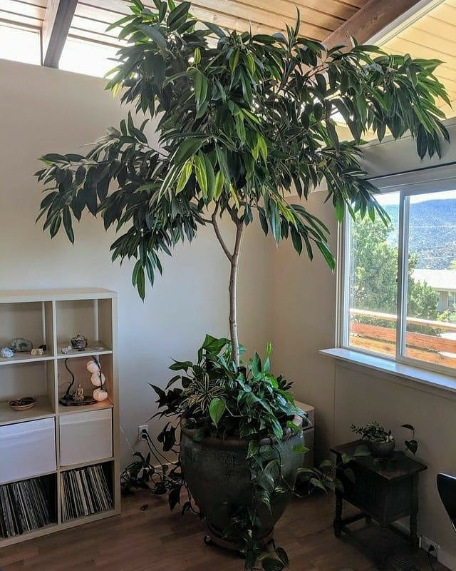 راهنمای جامع گل آمستل پیج؛ معرفی، نگهداری، تکثیر، خرید و قیمت