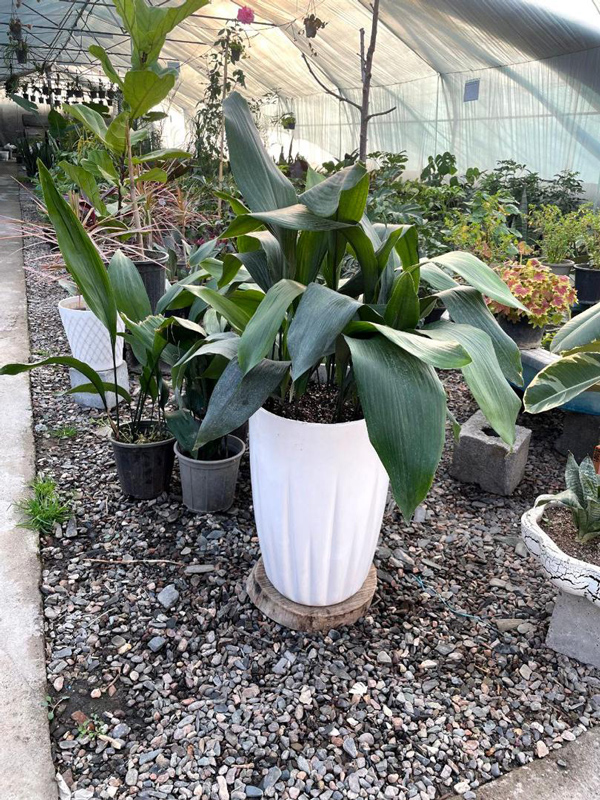 گل برگ عبایی |Cast Iron Plant