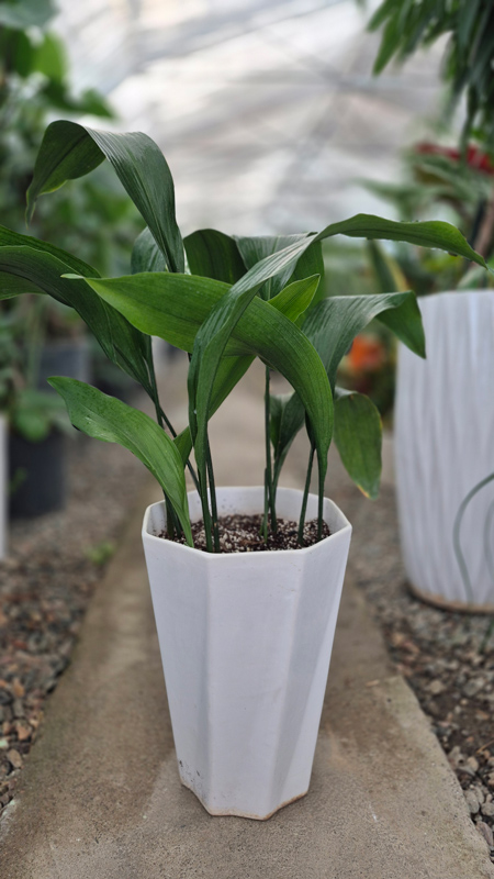 گل برگ عبایی |Cast Iron Plant